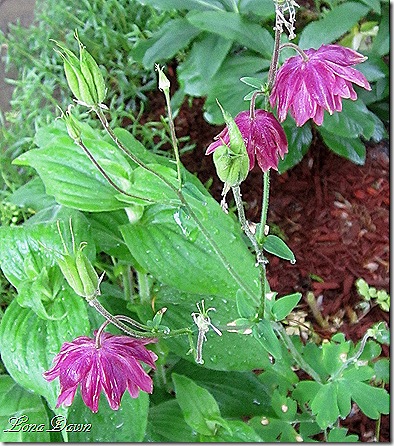 Columbine