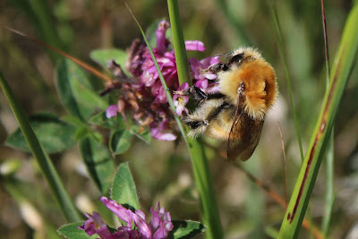 Moshommel - - Bombus muscorum