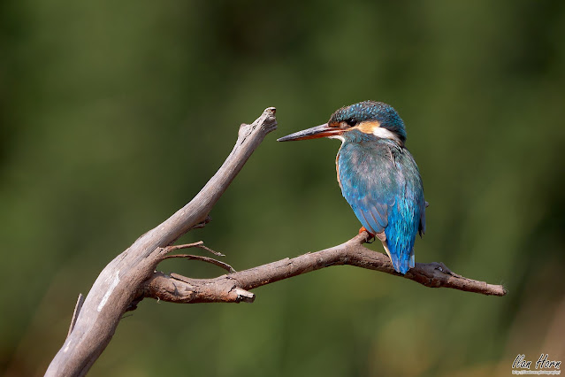 Common Kingfisher