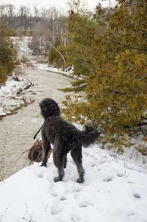 Bernedoodle dog looking at a river from a vista on Rouge River Hiking Trail Toronto