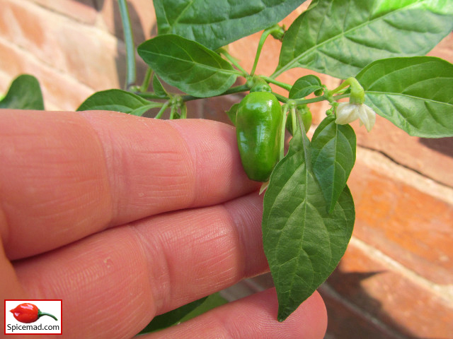 Yellow Jelly Bean Habanero - 9th August 2020