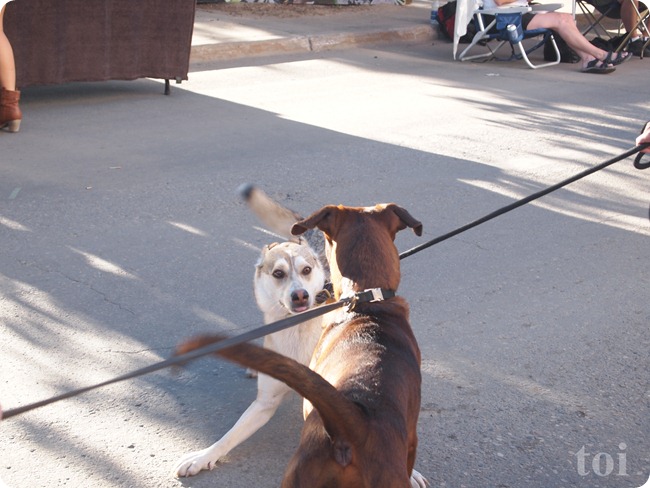 dogs