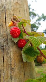 Blue Hills Berry Farm, Dandenong Ranges