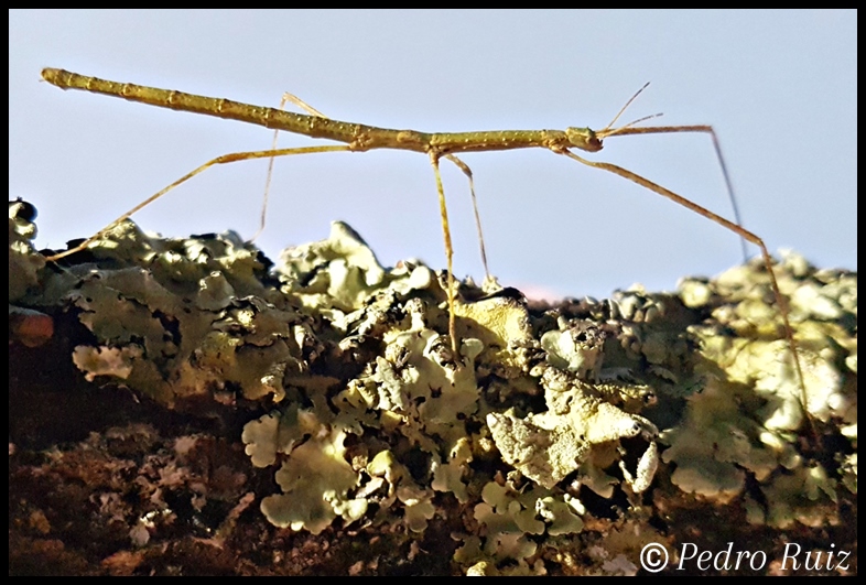 Ninfa macho L4 de Lobofemora scheirei "Cat Tien", 4,2 cm de longitud