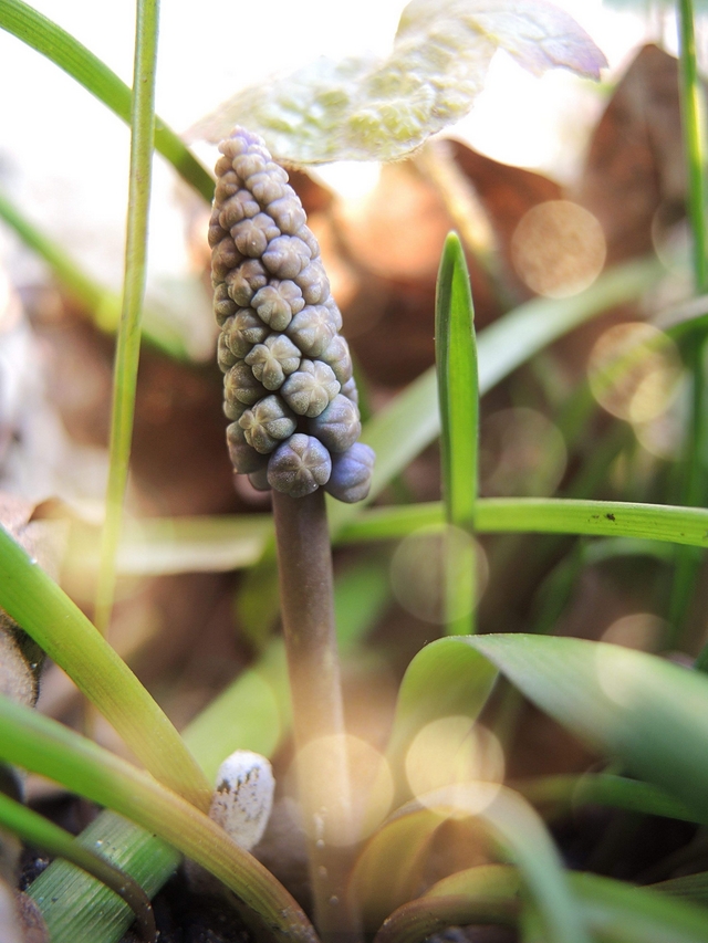 in mijn tuintjes: over #maaimeiniet en hoe ik dat doe en veel mooie blommen in maart en april,  ...