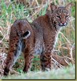 bobcats