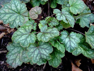 Heuchera americana