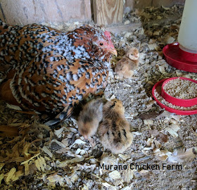 Saving money on chicken keeping, tips