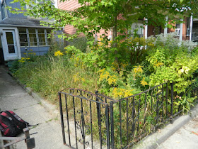 Little Italy Fall Front Garden Cleanup Before by Paul Jung Gardening Services--a Toronto Organic Gardening Company