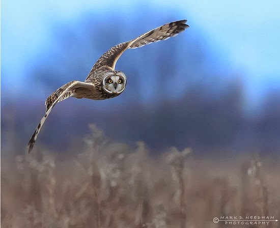 Wild Owls photos