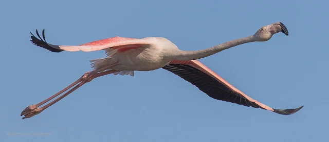 Greater flamingo in flight: Canon EOS 7D Mark II @ 400mm Manual Mode: f/6.3 / ISO 200 / 1/2000s - Woodbridge Island, Cape Town