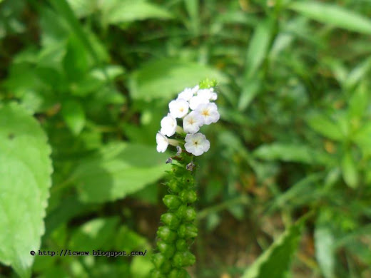 Indian Heliotrope, Heliotropium indicum