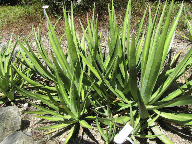 Agave lechuguilla