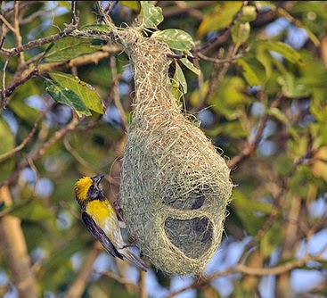  Gambar  Keunikan Sarang Burung Manyar Gembala News