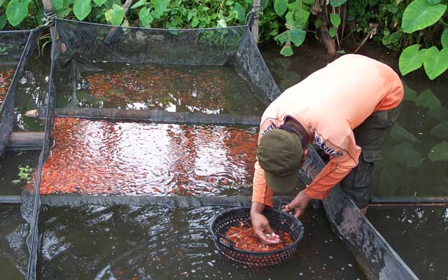 budidaya ikan koi