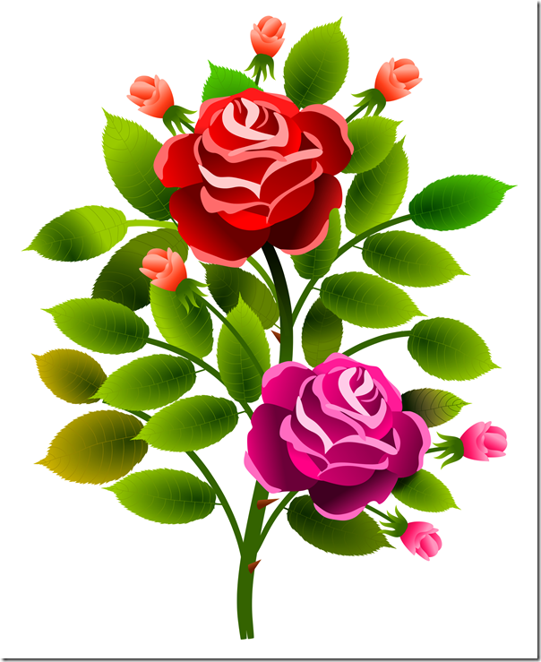 roses_13072017_2_aalmeidah