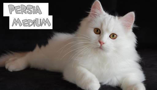 Harga Kucing Persia Dibawah 500rb