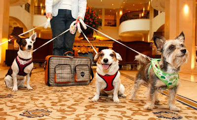 Can I Travel with Multiple Pets Using a Single Passport?