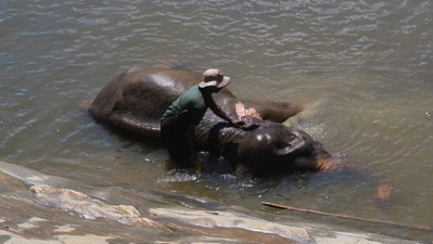 Elephant Bath 2