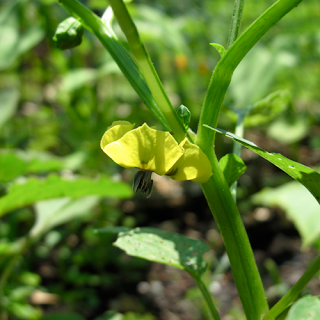 tomatillo blossom