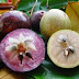 Health Benefits of Star Apple fruit