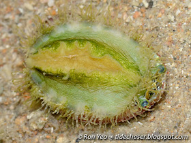 Abalone underside (Haliotis clathrata)