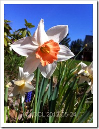 Daff