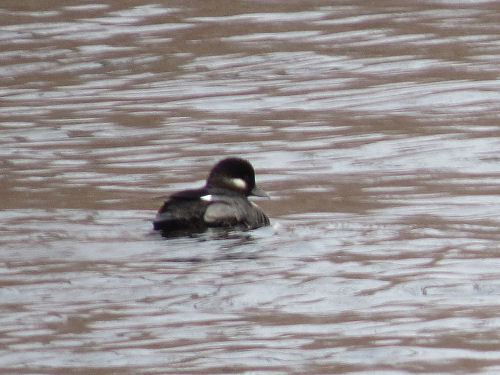 bufflehead ducks