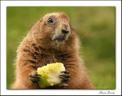 Baby Marmot - Baby Marmot Picture