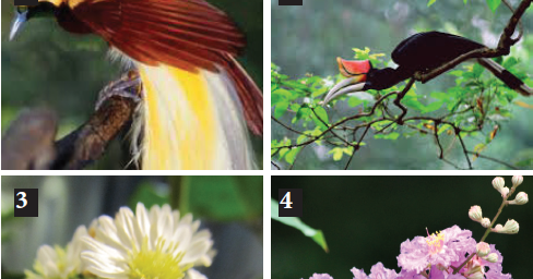 Ide 66+ Contoh Lukisan Flora Fauna Dan Alam Benda