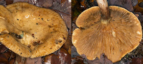 Brown Rollrim, Paxillus involutus (perhaps). Hayes Common, 13 December 2011.