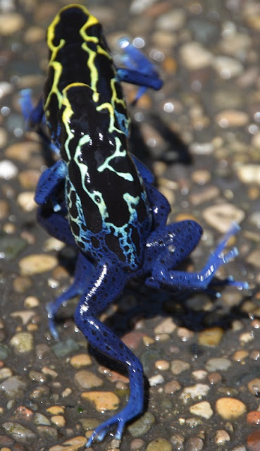 Two frogs engage in apparent adult activity. The frogs are brilliant blue with yellow and white on their backs.