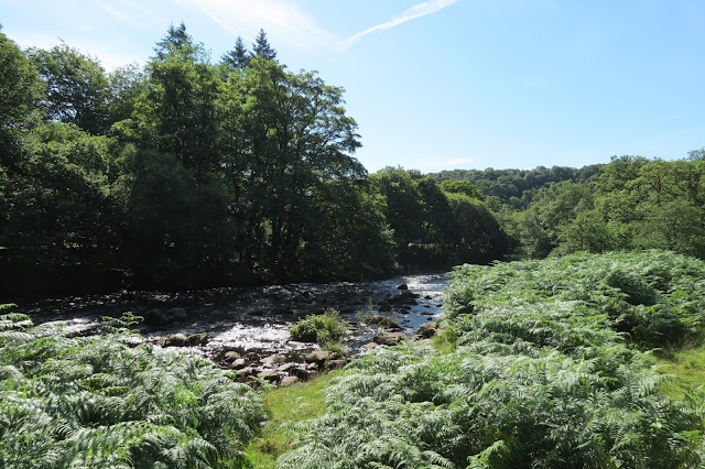 In the foreground bracken, a fast flowing river separating this from the tree-lined far bank.