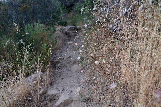 lilies in the grass along the rocky trail