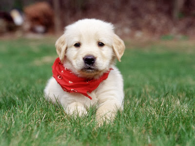 Golden Retriever Puppy