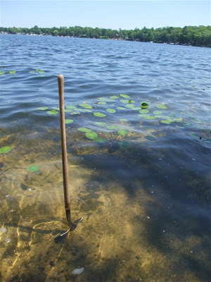 digging up lillypads, transplanting, backyard pond