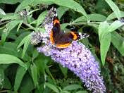 Red Admiral Butterfly