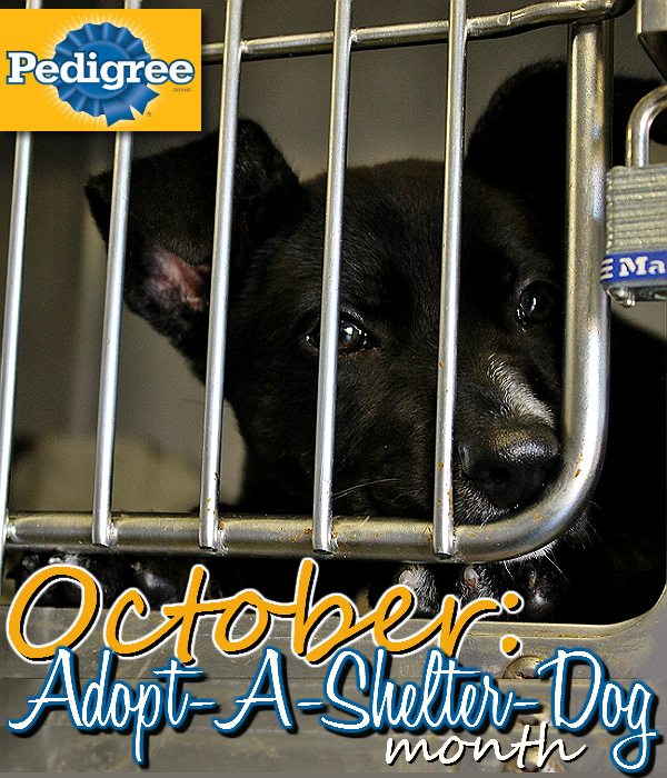 For every Pedigree product you buy at Sam's Club in October 2014 #PedigreeGives one bowl of dog food to a shelter in need! #Shop