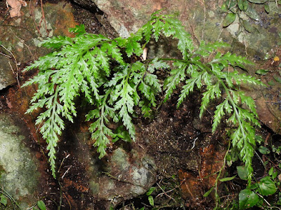 Asplenium ritoense