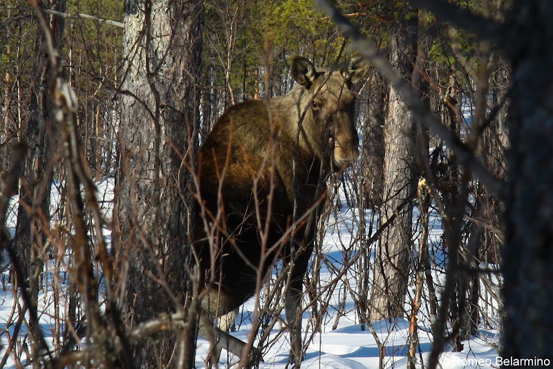 Swedish Moose Safari Outdoor Winter Activities in Sweden's Lapland