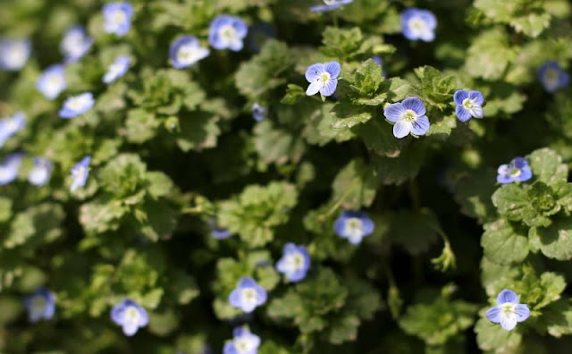 Veronica Persica Flowers Pictures