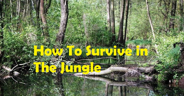 How To Survive In The Jungle