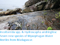 https://sciencythoughts.blogspot.com/2019/08/incoltorrida-spp-hydroscapha.html