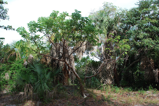 Lovers Key State Park