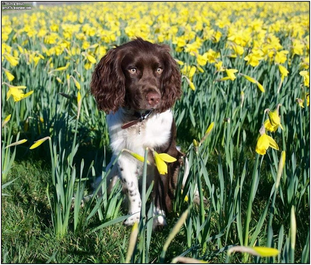 springer spaniel