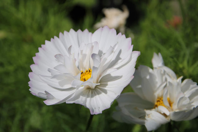 Cosmos bipinnatus, Cupcake