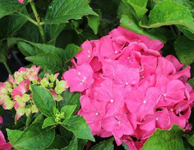 Hydrangea macrophylla Red Sensation - Red Sensation Hydrangea care