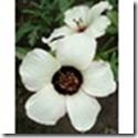 clip_image021