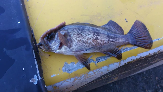 河口付近の湾岸で釣れたメバル