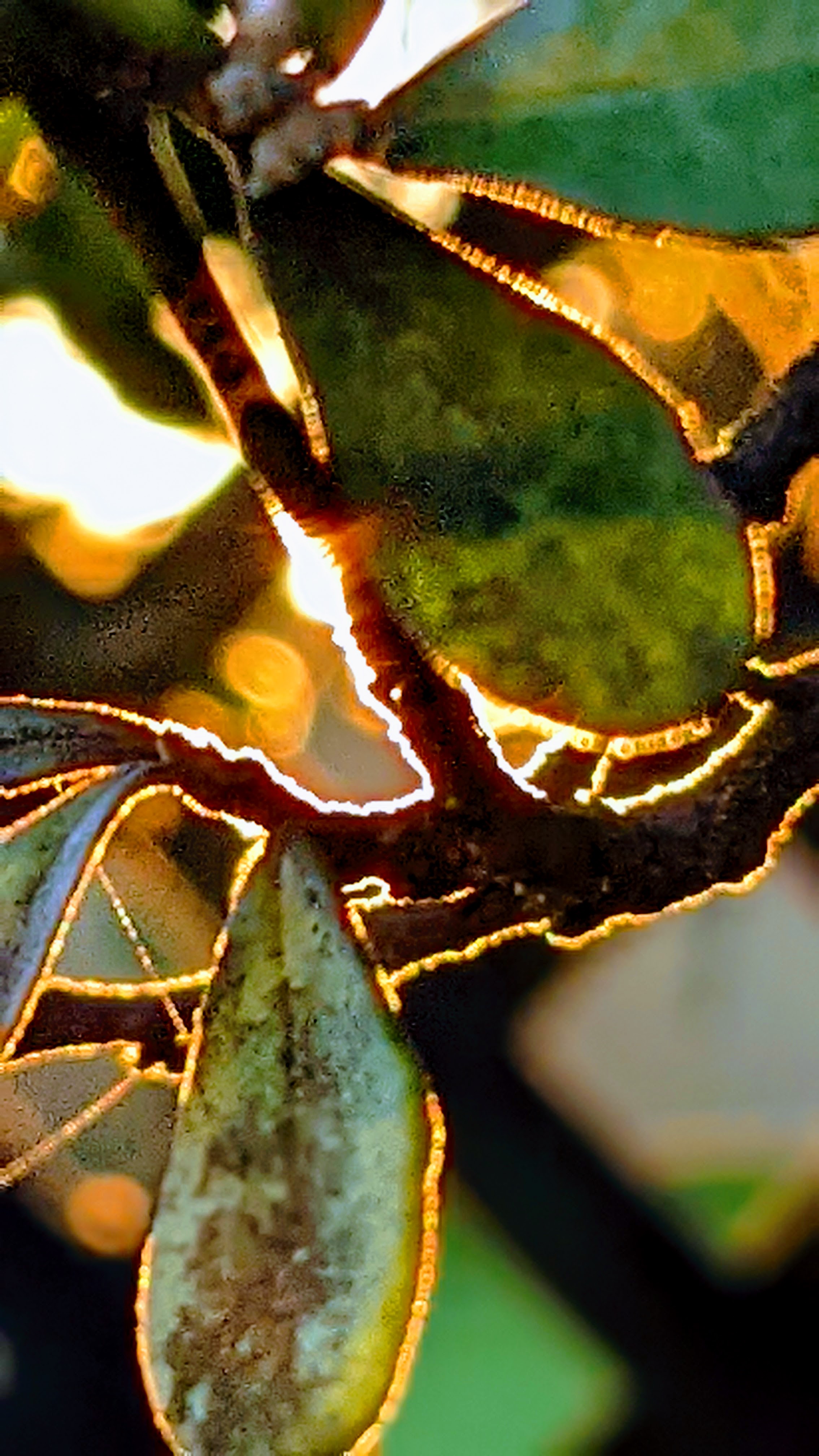 Leaves lit up by the sun in the background